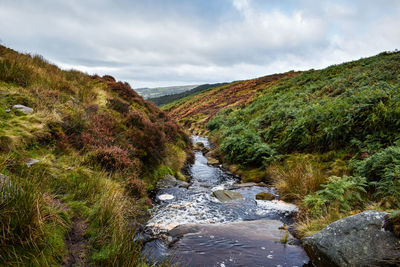 Scenic view of river amidst trees against sky