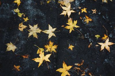 High angle view of maple leaves floating on water