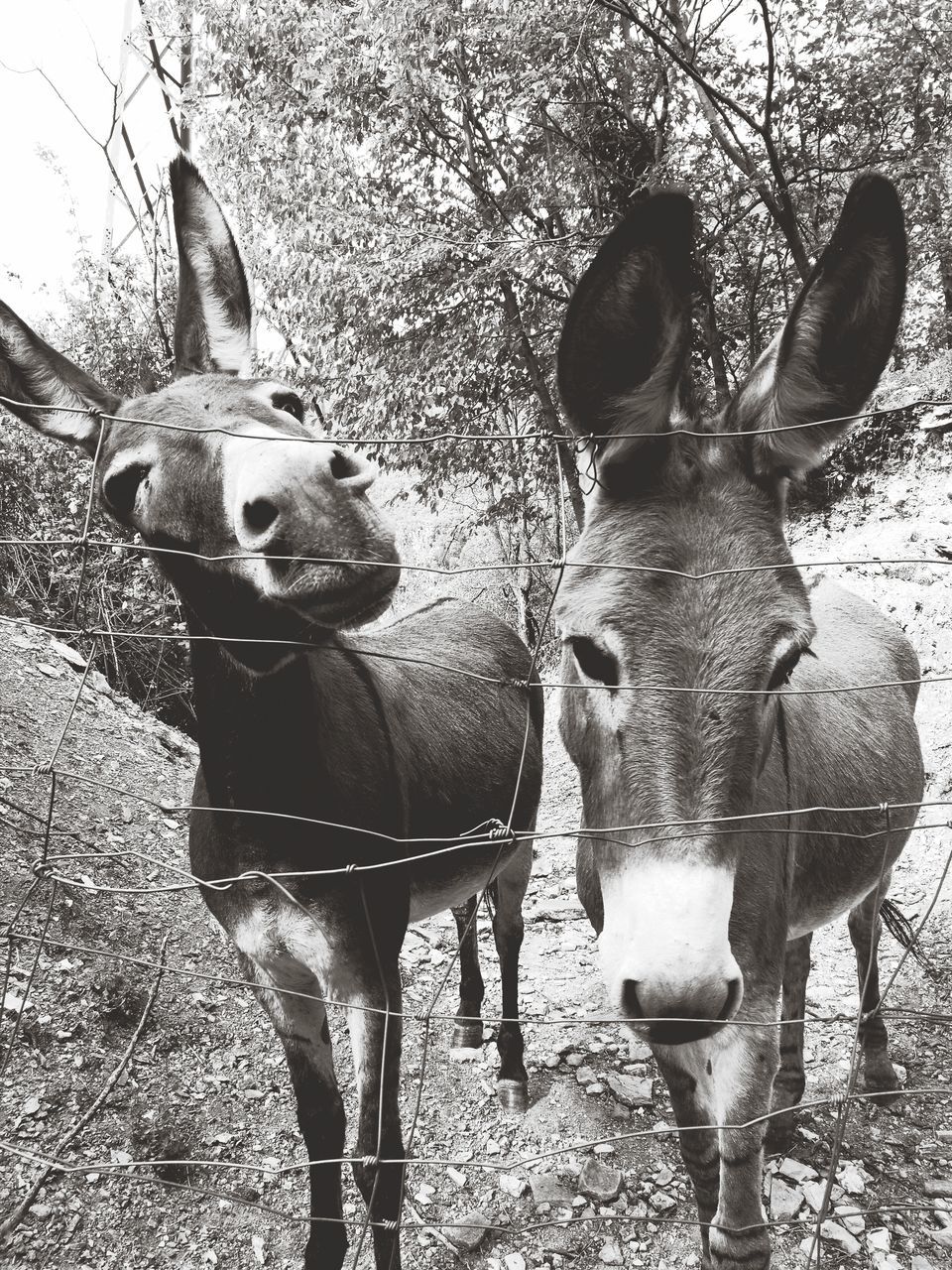 😍😍 Donkey Animals Donkeys Donkey Time Donkey Photography Donkeys. Donkey Love Donkeysfamily Beauty In Nature Mountain Day Tranquility No People Animal Themes Outdoors Animals In The Wild Nature Mammal Tree Close-up Sky Black & White Blackandwhite Black And White Blackandwhite Photography Black And White Photography