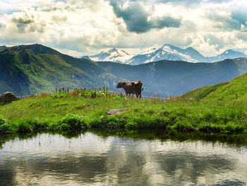 View of a horse in lake against mountain range