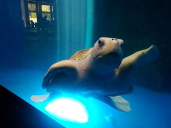 View of fish swimming in aquarium