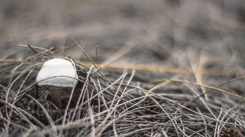 Close-up of mushroom on field
