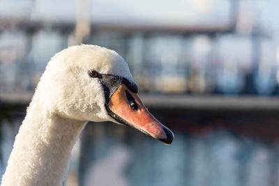 Close-up of swan