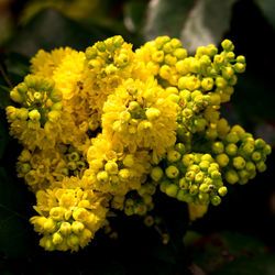 Close-up of yellow flowers blooming outdoors