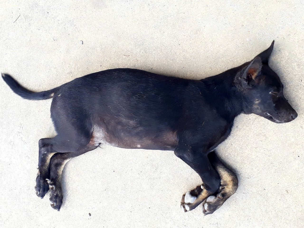 HIGH ANGLE VIEW OF BLACK DOG SLEEPING IN SAND