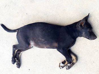 High angle view of black dog sleeping on sand