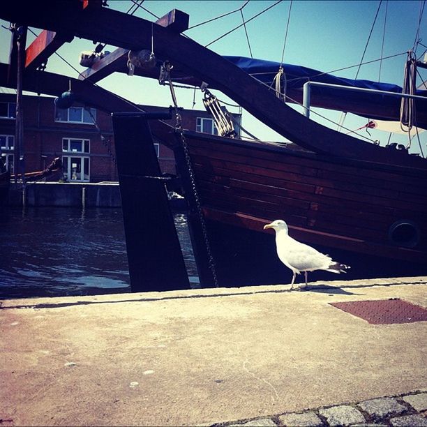 animal themes, bird, animals in the wild, wildlife, one animal, built structure, architecture, building exterior, water, railing, seagull, perching, city, bridge - man made structure, outdoors, pigeon, no people, two animals, day, river