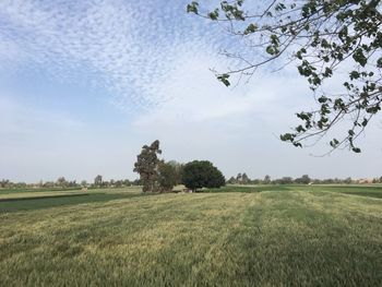 Scenic view of agricultural field against sky