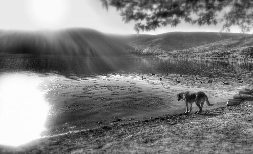 View of a dog on beach