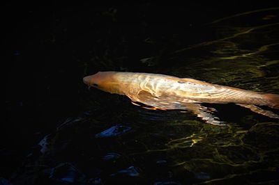 Close-up of fish underwater