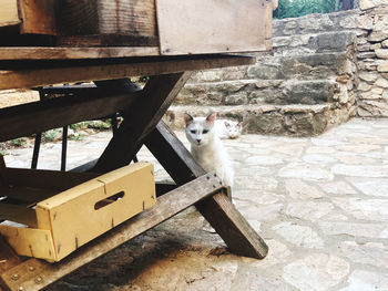 Portrait of dog sitting on wood