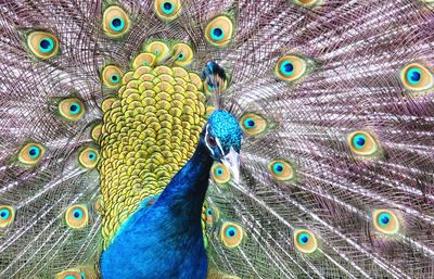 Close-up of peacock