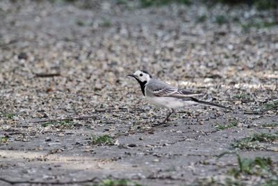 Close-up of bird