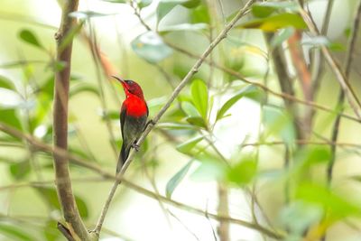 Close-up of bird perching on branch