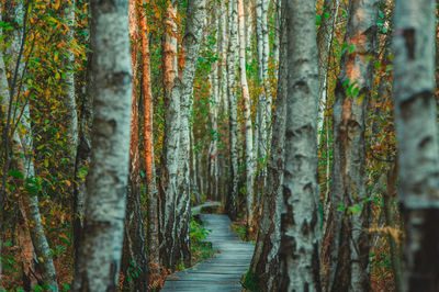 Panoramic view of pine trees in forest