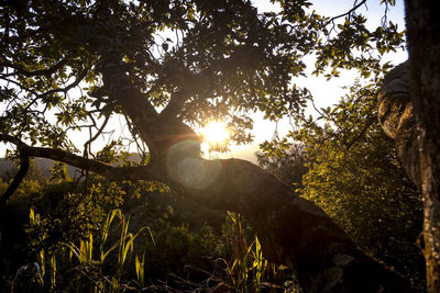 Low angle view of trees in forest