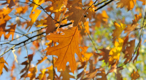 Close-up of maple leaves on tree