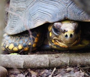 Close-up portrait of a turtle