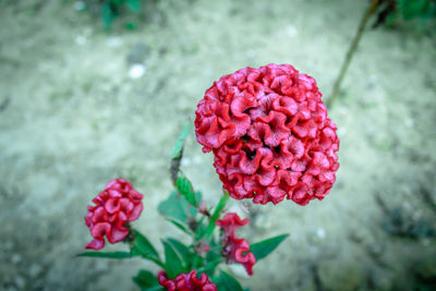 Close-up of red rose