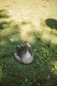 High angle view of duck on field