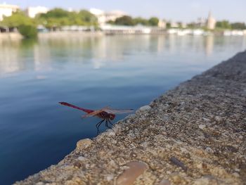 Close-up of insect on rock