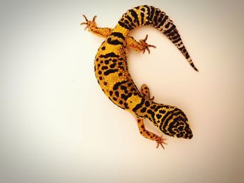 High angle view of a lizard