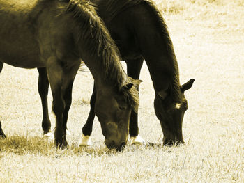 Sepia horses grazing together