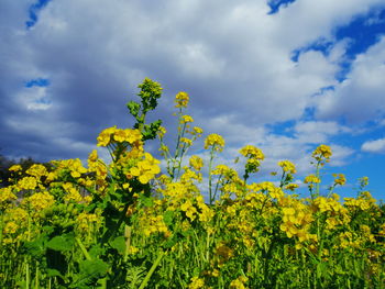 Yellow flowering plants on field against sky