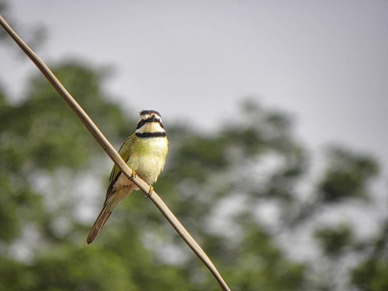 Liberian bee eater