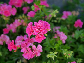 Close-up of pink flowering plants in park