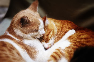 Close-up of cat sleeping