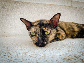 Close-up portrait of tabby cat