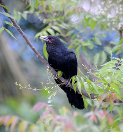 Close-up of bird perching on branch