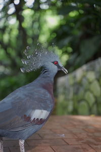 Close-up of pigeon perching