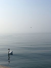 Seagull perching on sea against clear sky