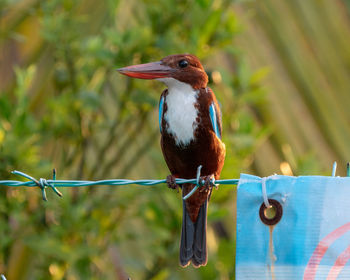 White throated kingfisher shot at malacca malaysia