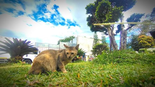 Cat in a farm