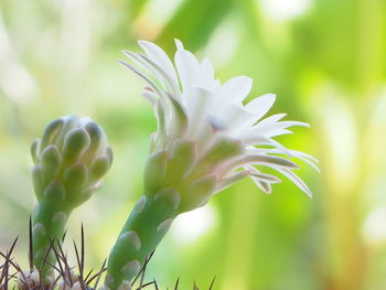 Close-up of white flowering plant