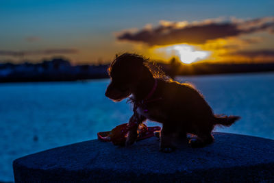 Dog looking at sea during sunset