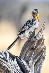 Close-up of bird perching on a tree