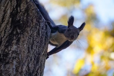 Close-up of squirrel on tree