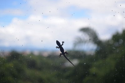 Close-up of wet flying against sky