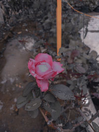 High angle view of pink rose on plant
