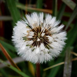 Close-up of water drops on daisy flower