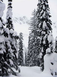 Snow covered pine trees in forest