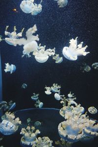 Close-up of jellyfish swimming in aquarium