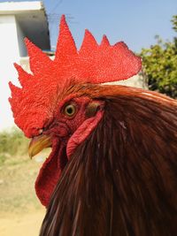 Close-up of rooster