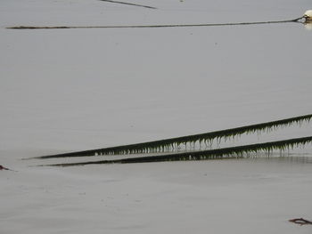 Scenic view of beach