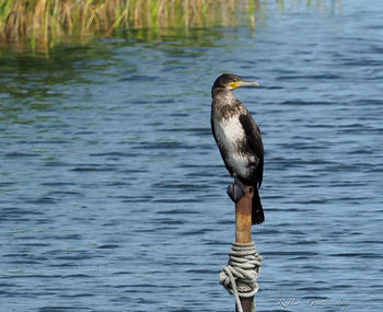 Close-up of bird perching on lake