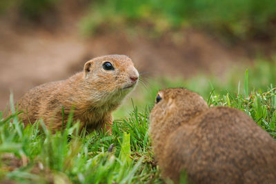 Close-up of squirrel on field